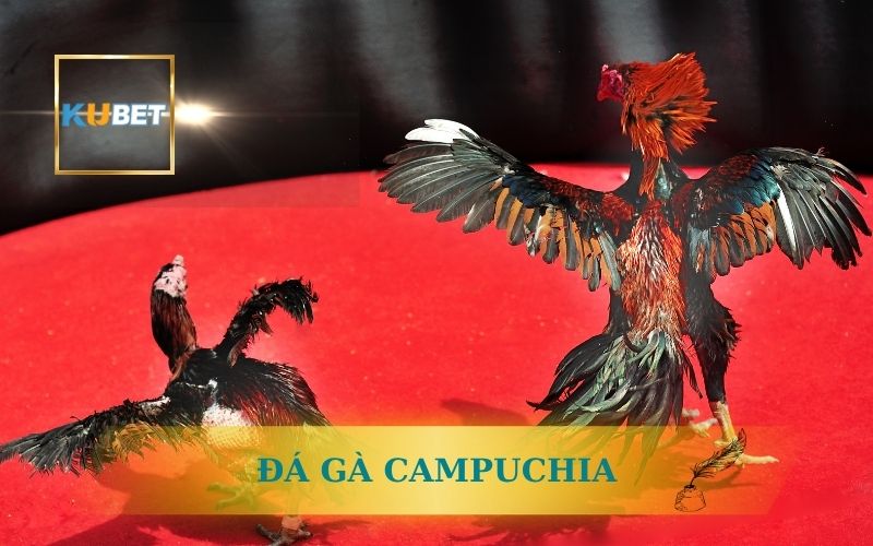 Trực Tiếp Đá Gà Campuchia Kubet - Đặt Cược Ngay Hôm Nay 1 TRỰC TIẾP ĐÁ GÀ CAMPUCHIA KUBET