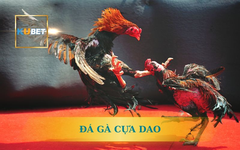 Kubet Phát Sóng Đá Gà Cựa Dao Trực Tiếp FullHD Mỗi Ngày 1 KUBET PHÁT SÓNG ĐÁ GÀ CỰA DAO TRỰC TIẾP