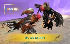 ĐÁ GÀ KUBET TRẢI NGHIỆM ĐẲNG CẤP