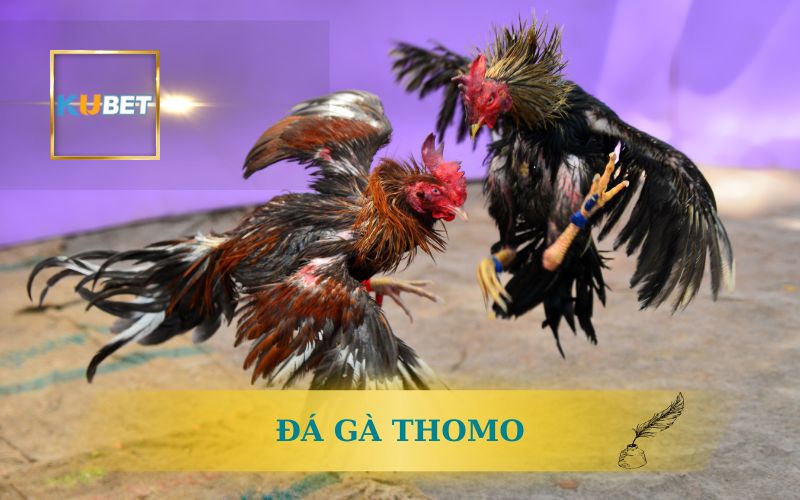 XEM ĐÁ THOMO TRỰC TIẾP SIÊU NÉT HÔM NAY CÙNG KUBET