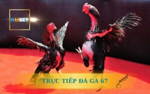 KUBET TRỰC TIẾP ĐÁ GÀ 67