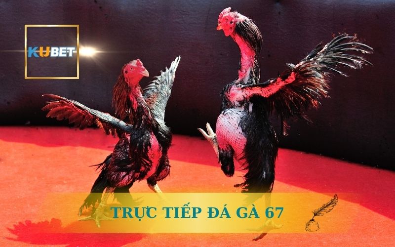 Kubet Trực Tiếp Đá Gà 67 – Xem Nhanh C1, C3 Hôm Nay 1 KUBET TRỰC TIẾP ĐÁ GÀ 67